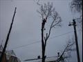 Удаление деревьев в Пушкинском районе