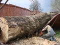 Распиловка огромного аварийного дерева
